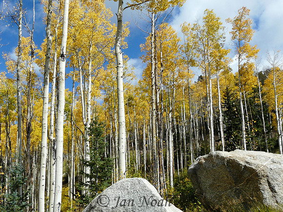 Aspens in the Sangre de Cristo Mountains