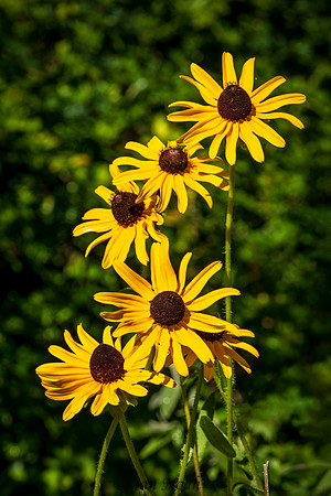 Black-eyed Susans