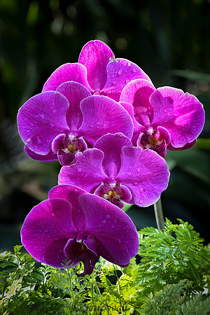 Orchid Beauty