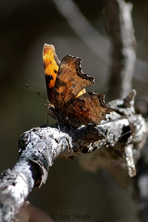 Beautiful Butterfly