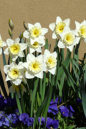 Spring Flowers