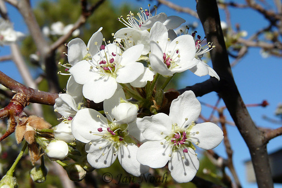 Pear Blossoms