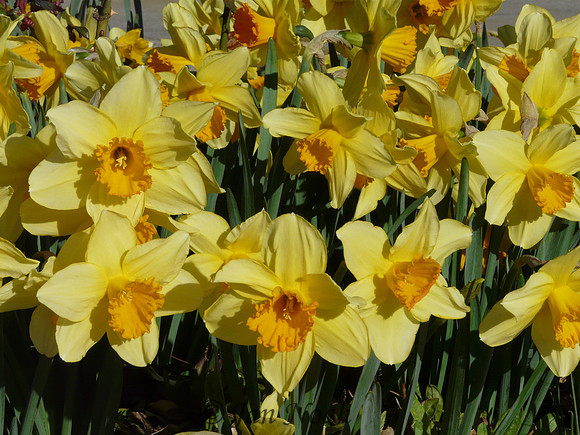 Daffodils