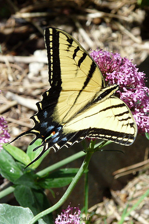 Swallowtail Butterfly