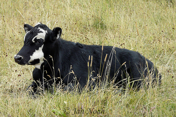 Pretty Cow