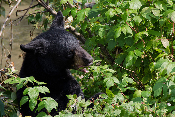 In Search of Berries