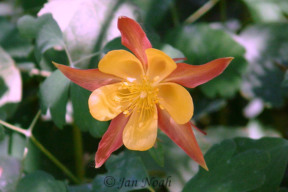 Columbine