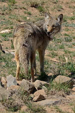 Coyote