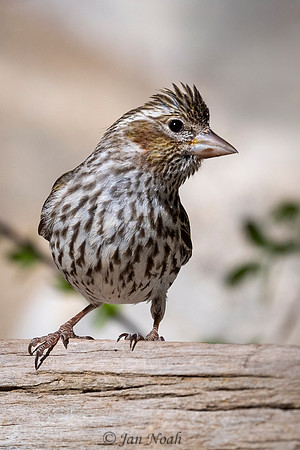 Cassin Finch