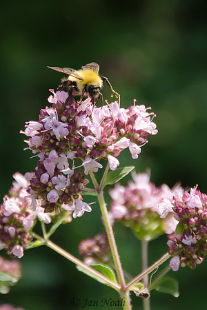 A Buzz of a Time