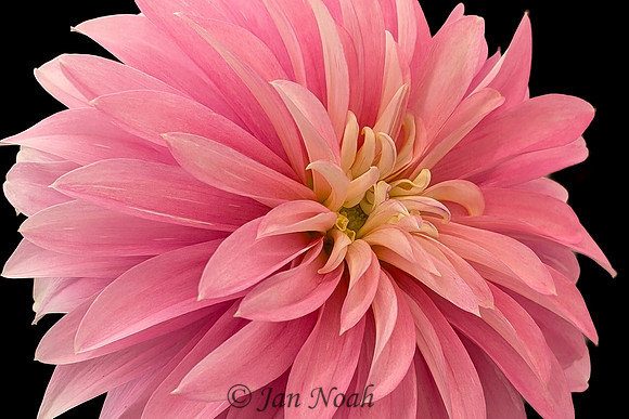 Dahlia