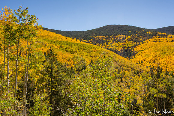 Golden Mountain View