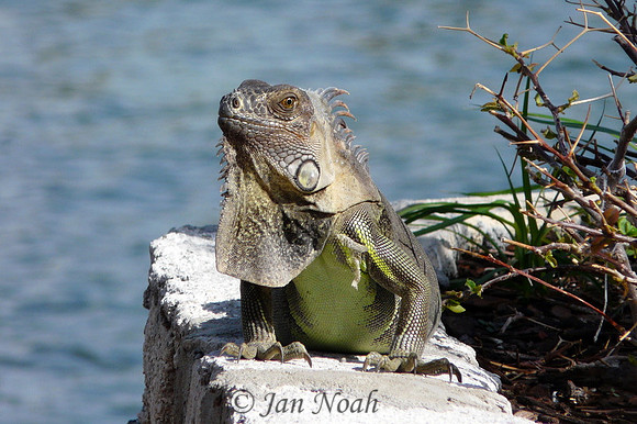 Iguana