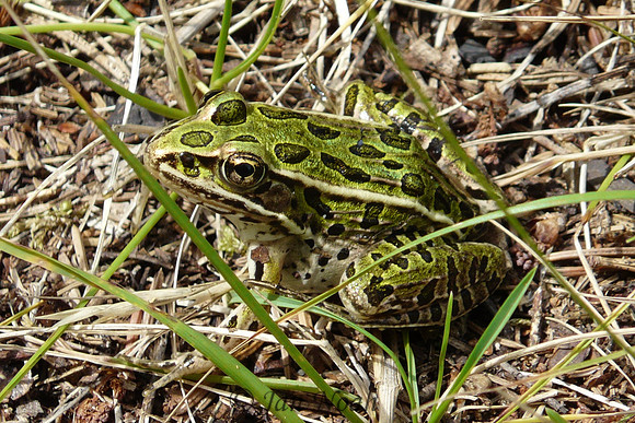 Mini Frog