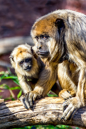 Mama's Watchful Eye