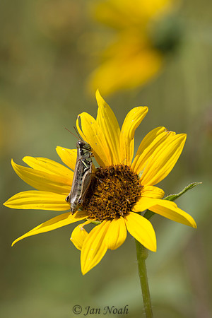 Sunflower Visitor