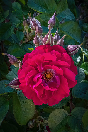 "Medusa" Rose