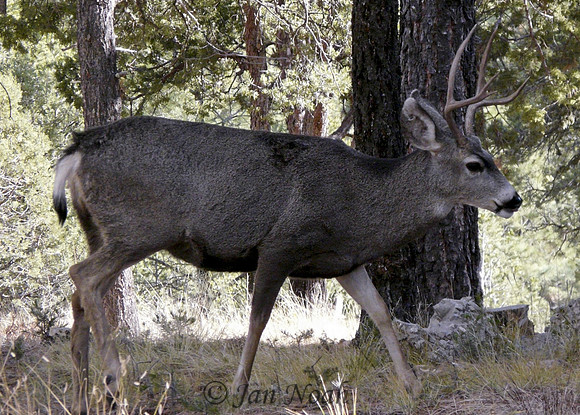 Buck in the Woods