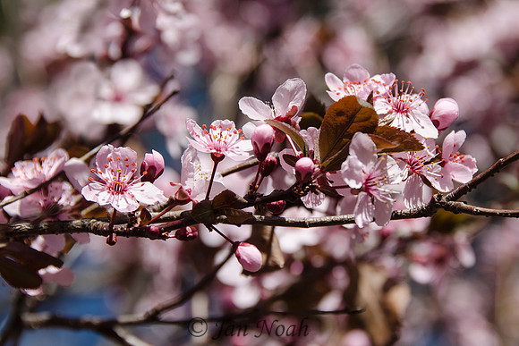 Plum Blossoms