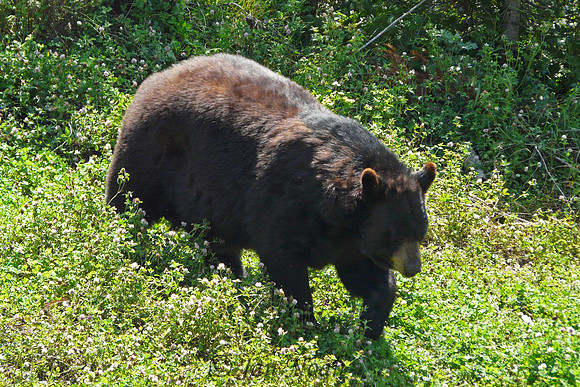 Cinnamon Bear