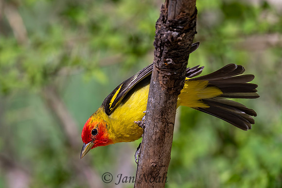 Male Western Tanager