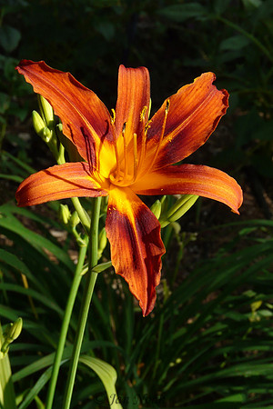 Sunning Daylily