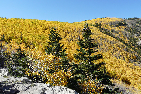 Sandia Crest Fall Color