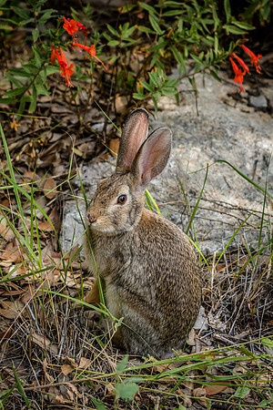 Peter Rabbit