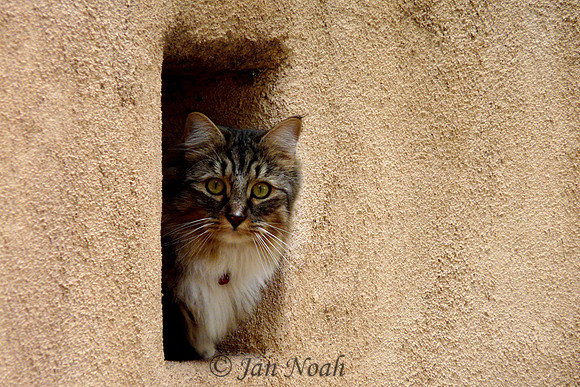 Peeking Cat