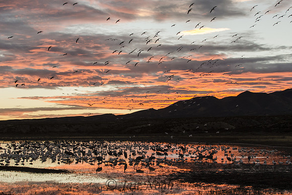 Sunset at Bosque del Apache