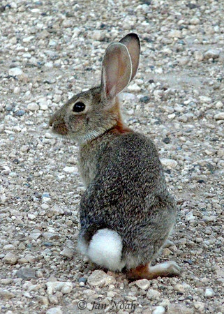 Cottontail