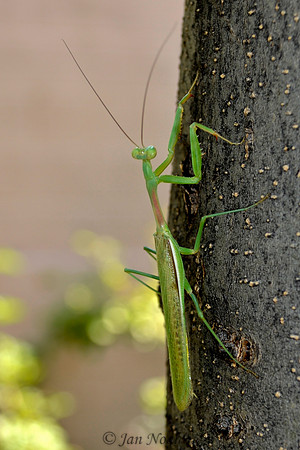 Praying Mantis