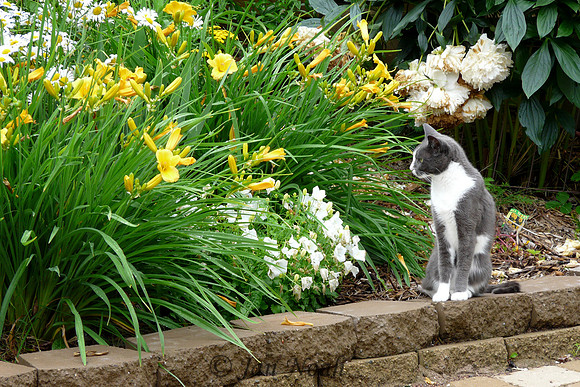 Minnie in the Garden