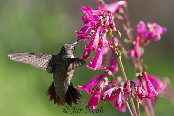 Black-chinned Hummingbird