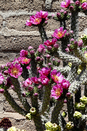 Cholla in Bloom