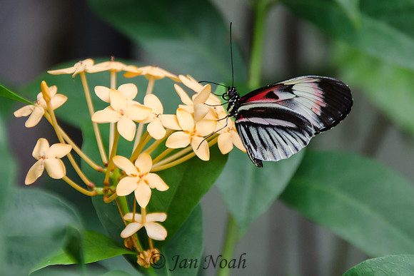 Piano Key Butterfly