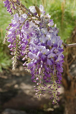 Hanging Wisteria