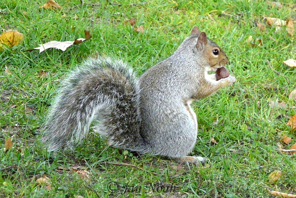 Mr. Nutkin