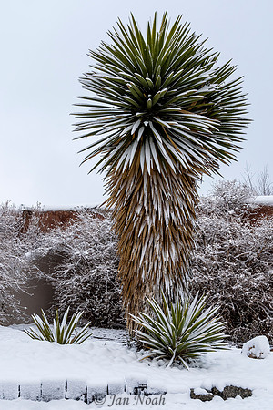 Snowy Yuccas