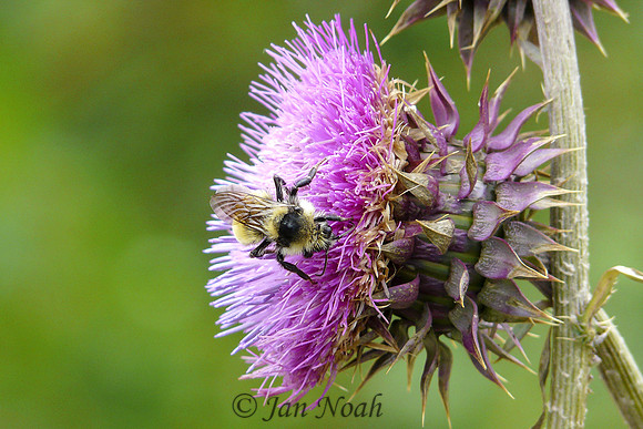 Thistle Landing