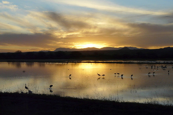 Bosque del Apache Sunset