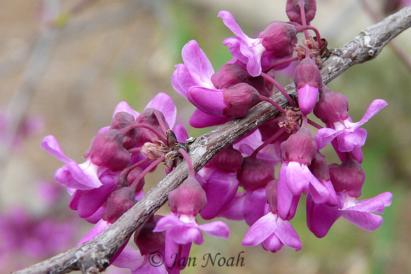 Redbud Blossoms