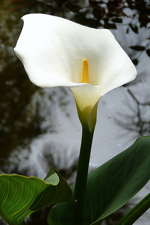 Calla Lily