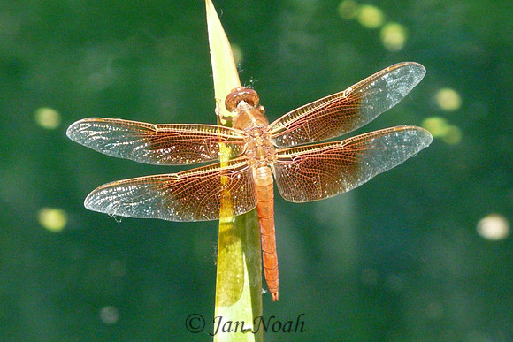 Dragonfly 3