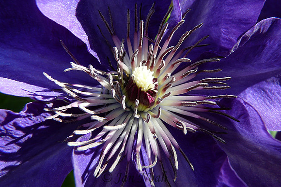 Clematis