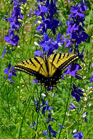 Swallowtail