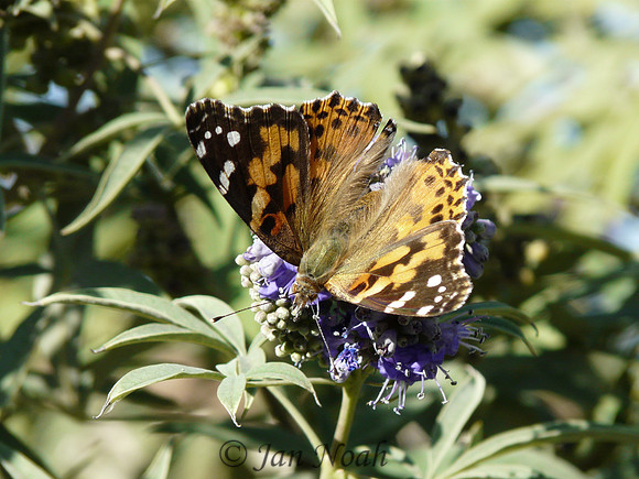 Painted Lady Butterfly on Vitex