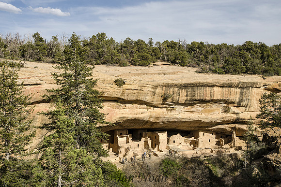Spruce Tree House