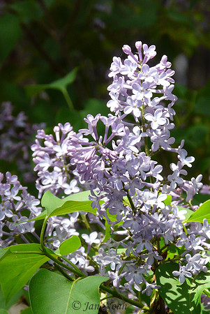 Liliac