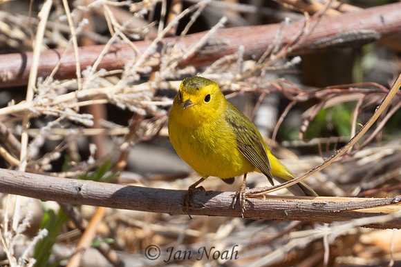 Wilson Warbler